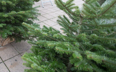 Où déposer son sapin de Noël sur Angers ? 