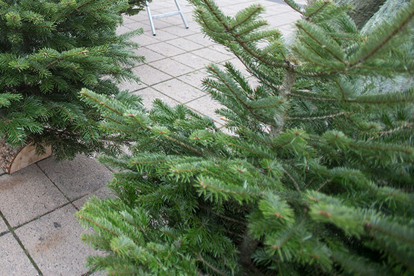 Où déposer son sapin de Noël sur Angers ? 